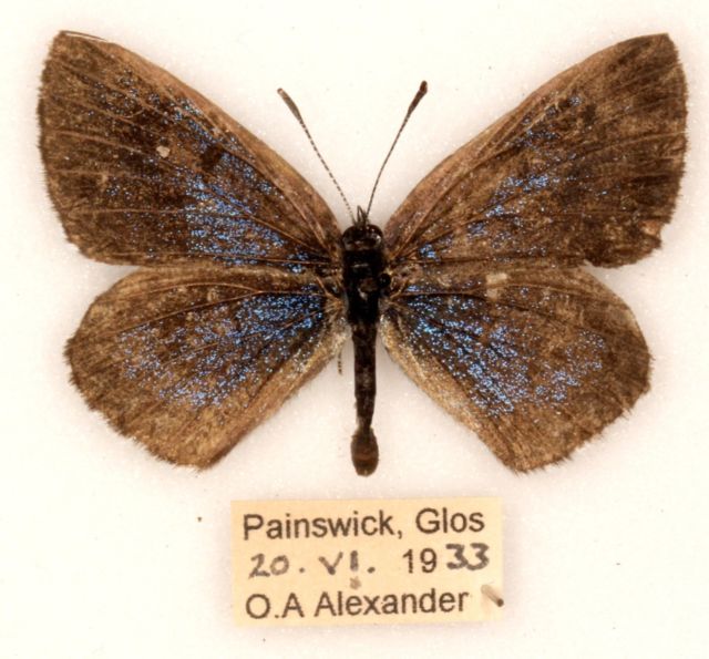 Large blue ('obscura' aberration painswick 1933) Internet Image property of respective owner, non-commercial use only